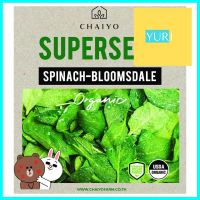 เมล็ดพันธุ์ปวยเล้ง ชัยโย 35 เมล็ดSPINACH-BLOOMSDALE (ORGANIC) 35 SEEDS **จัดส่งด่วนทั่วประเทศ**