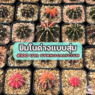 ( สุดคุ้ม+++ ) ยิมโนด่างแบบสุ่ม #100  ไม้เมล็ด Gymnocalycium แคคตัส เพชร cactus&amp;succulent ราคาถูก พรรณ ไม้ น้ำ พรรณ ไม้ ทุก ชนิด พรรณ ไม้ น้ำ สวยงาม พรรณ ไม้ มงคล