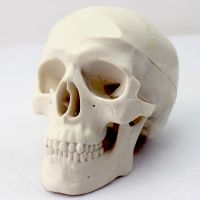 Mini skull model medical art in art human body art in head skull bone art in the skull bone model