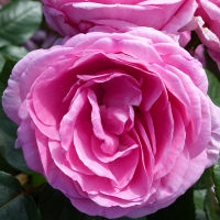 20 เมล็ด กุหลาบ นำเข้า Renaissance Rose Seeds สายพันธุ์ Millie ดอกไม้สีชมพู