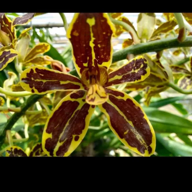 Bunga orkid harimau