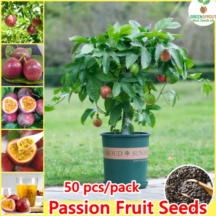 High Germination丨Potted Seeds 50pcs Rare Passion Fruit Seeds of