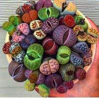 50 เมล็ดพันธุ์ Home Plant Seed เมล็ด ซักคิวเลนต์ หรือ ไม้อวบน้ำ กระบองเพชร ไลทอปส์ (Lithops) Succulent Seed อัตราการงอกของเมล็ด 80-85%