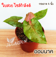 ออมนาค ต้นออมนาค Syngonium hybrid พร้อมกระถางขนาดขนาด 2.5 นิ้ว ไม้มงคล ไม้ประดับ ไม้ฟอกอากาศ ต้นไม้สวยๆ