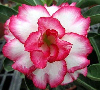 12 เมล็ด เมล็ดพันธุ์ ชวนชม สายพันธุ์ไต้หวัน ดอกสีชมพู Adenium Seeds กุหลาบทะเลทราย Bonsai Desert Rose ราชินีบอนไซ อัตรางอกสูง 70-80%