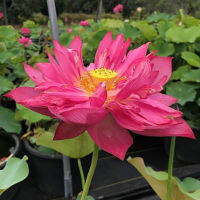 5 เมล็ดพันธุ์ บัว สายพันธุ์ Splendors Red Lotus สีชมพูเข้ม นำเข้าจาก อเมริกา เพาะปลูกและเก็บเมล็ดในไทย ขยายพันธุ์ในไทยได้