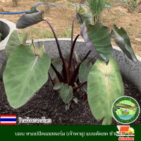 บอน โคโลคาเซีย ทรอปปิคอล สตอร์ม เจ้าพายุ Colocasia tropical storm สายพันธุ์แท้ แบบตัดสด ชำเอง ใบและกระดูกสีเขียวเข้มออกดำ กลางใบขาวครีมหูถึงใบ