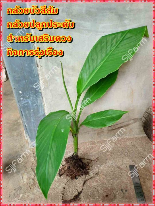 กล้วยบัวส้ม-flowering-banana-เป็นต้นขุดสด-จัดส่งขนาดคละไซส์-ขุดตามออเดอร์-จัดส่ง-1-3-วันได้รับสินค้า-รบกวนอ่านรายละเอียด