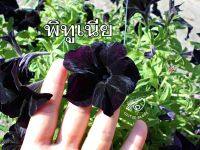 พิทูเนีย พิทูเนียดำ petunia black velvet เมล็ดพิทูเนีย พิทูเนียม่วง ดำม่วง สีดำ สีม่วง เมล็ดพิทูเนีย ดอกพิทูเนีย