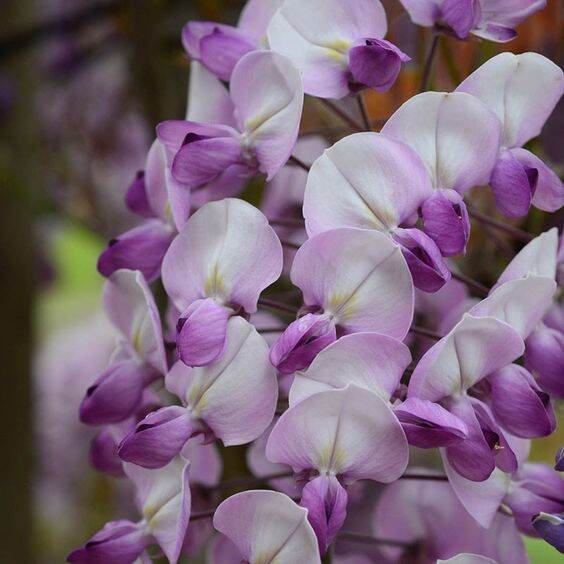 8-เมล็ดพันธุ์-เมล็ด-วิสทีเรีย-ดอกฟูจิ-ไม้เถาวัลย์-ไม้ดอกประดับรั้ว-ดอกสวยมาก-สายพันธุ์-grande-diva-สีม่วง-wisteria-seeds