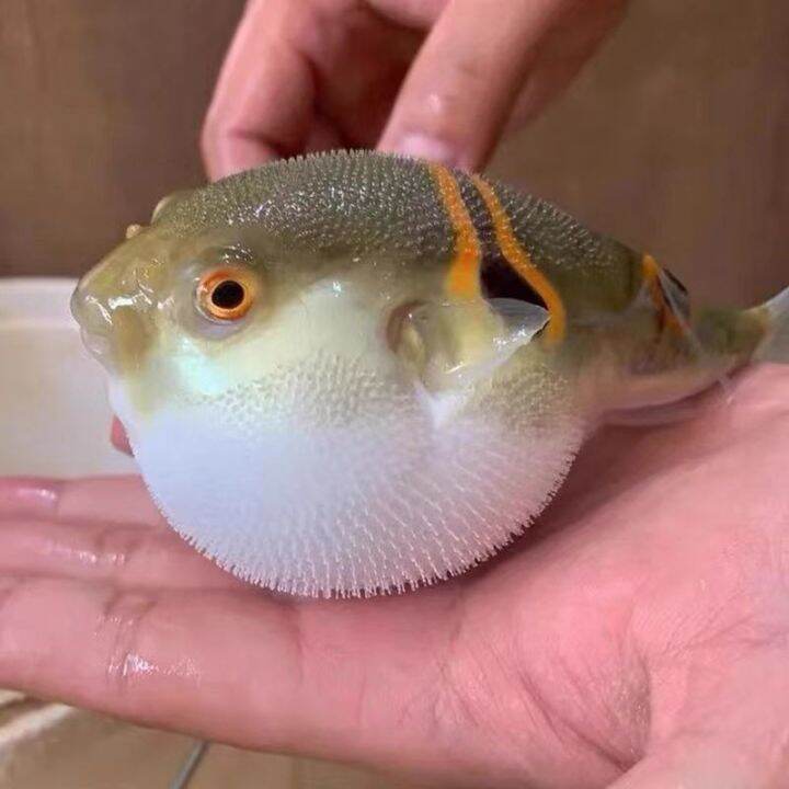Puffer fish live small puffer fish ornamental fish live chocolate doll
