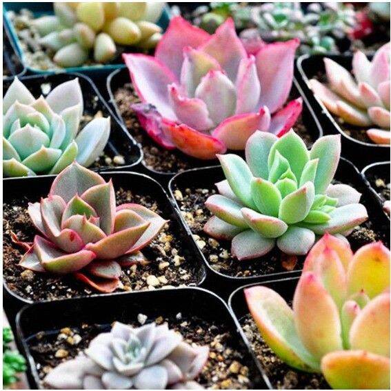 Cactus Soil Cacti Succulent Potting Soil Mix seed Lazada PH