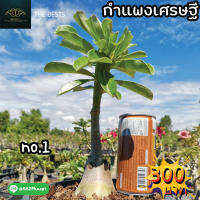 ?ต้นชวนชม กำแพงเศรษฐี ถอนส่ง ??ราคาถูก?