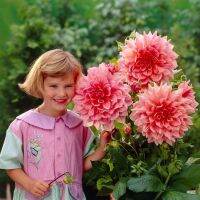 1 เหง้า/ชุด รักเร่ Dahlia Bulb สายพันธุ์ Ottos Thrill หัวรักเร่ ดอกไม้ หัวหน่อ เหง้า นำเข้า เนเธอร์แลน หัวสดใหม่