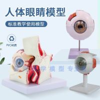 Human eye anatomical model 6 times eye eye anatomy sensillum ent eye model