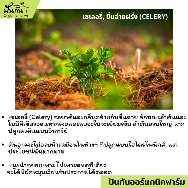 เมล็ดพันธุ์-celery-เซเลอรี่-ขึ้นฉ่ายฝรั่ง-คึ่นช่ายยักษ์-เซเลรี่-บรรจุ250-เมล็ด-ผักสวนครัว-พร้อมเอกสารแนะนำการปลูก-organic-celery-จากปันกันออร์แกนิคฟาร์ม