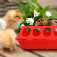 Pcs Bird Feeder Feeder สัตว์ปีกให้อาหารนกถ้วย Feeder Dispenser ให้อาหารไก่3 Manger Chick Trough