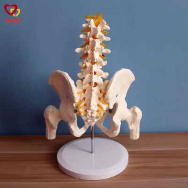 section-5-lumbar-with-pelvic-skeleton-model-human-body-skeleton-model-simulation-bonesetting-assembled-medical-reality-teaching