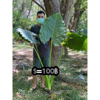 ( Pro+++ ) S100บอนกระดาดยักษ์ บอนยักษ์ ต้นบอลกระดาษยักษ์ #อโลคาเซีย Alocasia #ต้นบอนกระดาด #บอนกระดาดยักษ์ #บอนยักษ์ #บอนกระดาด ราคาคุ้มค่า พรรณ ไม้ น้ำ พรรณ ไม้ ทุก ชนิด พรรณ ไม้ น้ำ สวยงาม พรรณ ไม้ มงคล