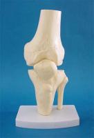 Large human knee joint bone model medical specimens of human body skeleton model teaching model