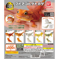 [สินค้าพร้อมส่ง] กาชาปอง โมเดลจำลองตุ๊กแก ตัวลับเหลืองดำ , Gachapon Bandai Ikimono Encyclopedia Advance Bearded Dragon Mini