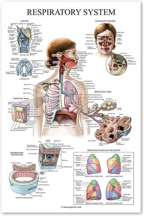 Laminated Respiratory System Anatomical Chart Lung Anatomy Poster 1212 ...