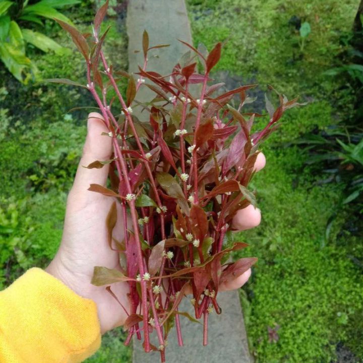 Aquarium landscape live water plant/Alternanthera reineckii 'Mini ...