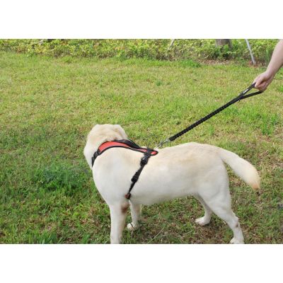 （PAPI PET）สุนัขบันจี้จัมจูงที่มีการควบคุมเบาะนุ่มจับยืดหยุ่นไนล่อนสัตว์เลี้ยงนำไปสู่การดูดซึม Shock เชือกสำหรับการฝึกอบรมสุนัขและเดิน