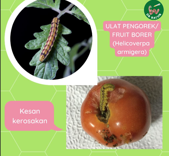 Racun Serangga 𝗨𝗹𝗮𝘁 𝗣𝗲𝗻𝗴𝗼𝗿𝗲𝗸 𝗧𝗼𝗺𝗮𝘁𝗼 (Helicoverpa armigera) Tomato Fruit
