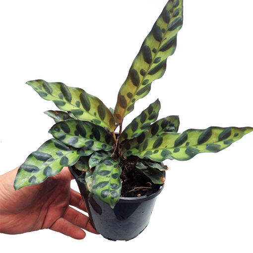 Calathea Lancifolia (Rattlesnake Plant) with FREE plastic pot, pebbles