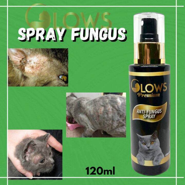 ⚘SPRAY FUNGUSGLOWS PREMIUM fungus dan kurap dan gatal | Lazada