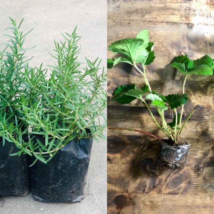 ขายดีอันดับ1-rosemary-กับ-สตอเบอรี่-เซ็ทแพ็คคู่สุดคุ้ม-rosmary1-สตอเบอรี่-4-ส่งทั่วไทย-ต้นไม้-ฟอก-อากาศ-กระถาง-ต้นไม้-ไม้-ประดับ-ต้นไม้-ปลูก-ใน-บ้าน