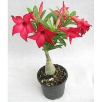 11 เมล็ด เมล็ดพันธุ์ ชวนชม สายพันธุ์ไต้หวัน สีแดง Adenium seed. กุหลาบทะเลทราย Desert Rose ราชินีบอนไซ นำเข้าจากไต้หวัน