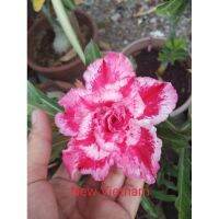 11 เมล็ด เมล็ดพันธุ์ Home Seed  ชวนชม สายพันธุ์ไต้หวัน ดอกซ้อน Adenium Seeds กุหลาบทะเลทราย Desert Rose ราชินีบอนไซ อัตรางอกสูง 80-90% มีคู่มือปลูก