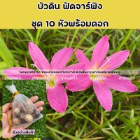 บัวดินฟัดจาร์พิง 10หัว