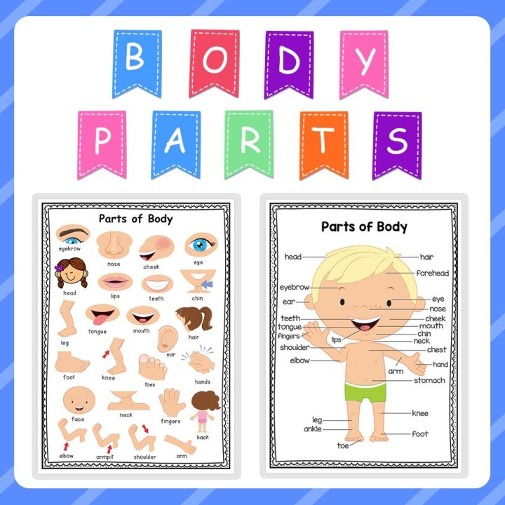 2PCS Body Parts Cognition Activities Laminated Posters Cards A4 ...