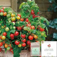 เมล็ดพันธุ์มะเขือเทศเชอรี่โคลาลิค Kolarik tomato seed เมล็ดมะเขือเทศ มะเขือเทศทานสด