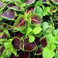 50 เมล็ด เมล็ดพันธุ์ ฤาษีผสม Coleus seed อัตราการงอกสูง 80-90% มีคู่มือปลูก