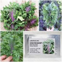 เมล็ดพันธุ์ เคล เรดเออซ่า Red Ursa Kale Seed 100 เมล็ด คุณภาพดี ราคาถูก ของแท้.