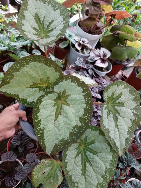 Begonia Silver Queen (Actual Photo) with FREE plastic pot, pebbles and  soil. Real Plants not Seeds / Semi-Indoor Plant / Plants for Sale. | Lazada  PH