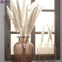 Guajave 15ชิ้นกกแห้ง Phragmites หญ้าเครื่องประดับเครื่องตกแต่งหน้าต่างดอกไม้ DIY สำหรับการตกแต่งงานปาร์ตี้ภายในบ้านวันหยุด