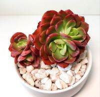 10 เมล็ด เอชชิวาเรีย กระบองเพชร ไม้อวบน้ำ กุหลาบหิน แคคตัส Echeveria เมล็ดใหม่ สายพันธุ์ Echeveria juliana