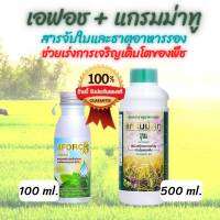 แอฟอซ(100 ml.1) + แกรมม่าทู(500 ml.) สารจับใบ ปุ๋ยน้ำช่วยเร่งการเจริญเติบโต แพคคู่ใช้คู่กันได้ราคาแพคคู่ ถูก ลงกว่าเดิม ผสมไปด้วย แมคนีเซีย