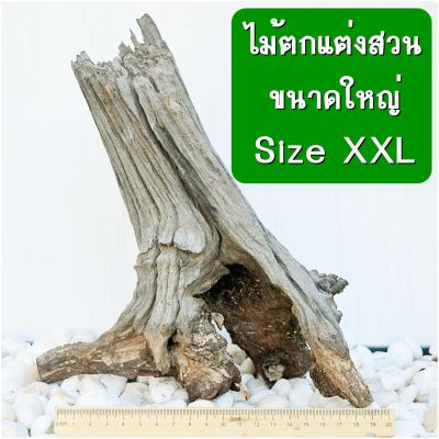 ขอนไม้ ตอไม้ กิ่งไม้ รากไม้ เศษไม้ ตกแต่งสวนขนาดใหญ่ size XL - XXL ไม้บอนไซ กล้วยไม้ Driftwood ไม้เลี้ยงสัตว์ ไม้เลี้ยงแมลง