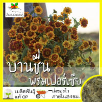 เมล็ดพันธุ์ บานชื่น พรมเปอร์เซีย 25 เมล็ด Persian Carpet Zinnia เมล็ดพันธุ์แท้ นำเข้าจากต่างประเทศ ปลูกผัก สวนครัว ถูกดี