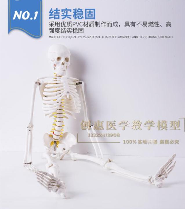 human-body-skeleton-model-85-cm-skeleton-skeleton-skeleton-model-with-neurovascular-muscle-shaded