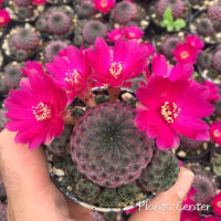 Plants Center พร้อมส่ง กระบองเพชร แคคตัส cactus Sulcorebutia rauschii สีแดง 8-9cm Red form Japan แคคตัสสตอเบอรี่