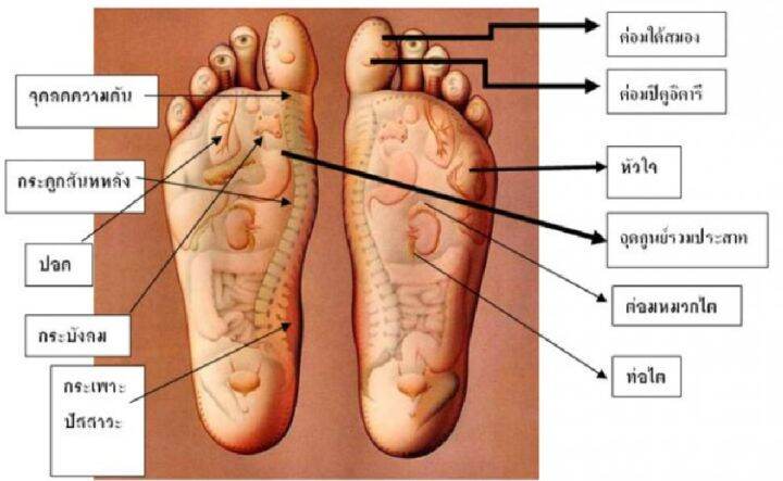 นวดเท้า-เครื่องนวดเท้า-ที่นวดเท้า-ที่นวดฝ่าเท้า-ที่นวดเท้าแบบหมุน-5-แถว-แท่นยืนคลายเส้น-แท่นยืนยืด-ยืนเพื่อสุขภาพ-แท่นยืนคลายเส้น-healthy-stand-ไม้นวด-ที่นวดกดจุดฝ่าเท้า-ไม้นวดเท้าเพื่อสุขภาพ-นวดเท้า-