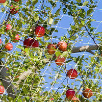 โปร่งใสป้องกัน Anti Bird Net Nylon Lasting Netting สำหรับ Vineyard Fruit Crop Plant ต้นไม้ผัก Pond Garden Mesh Protect-SLPPP STORE