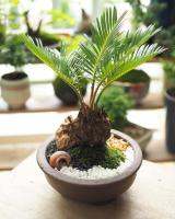 ปรงญี่ปุ่น หัวหน่อ Cycas siamensis ขนาด 25-35 ซม ขนาดกลาง ส่วนใหญ่จึงนิยมปลูกปรงเป็นไม้ประดับ รวมถึงนำใบไปใช้ตกแต่งในงานพิธีต่าง ๆ